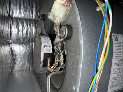 organic growth on wires before cleaning