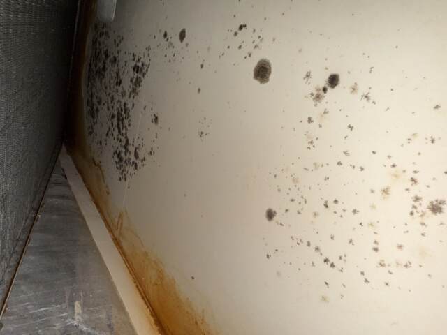 organic growth on evaporator coil before cleaning