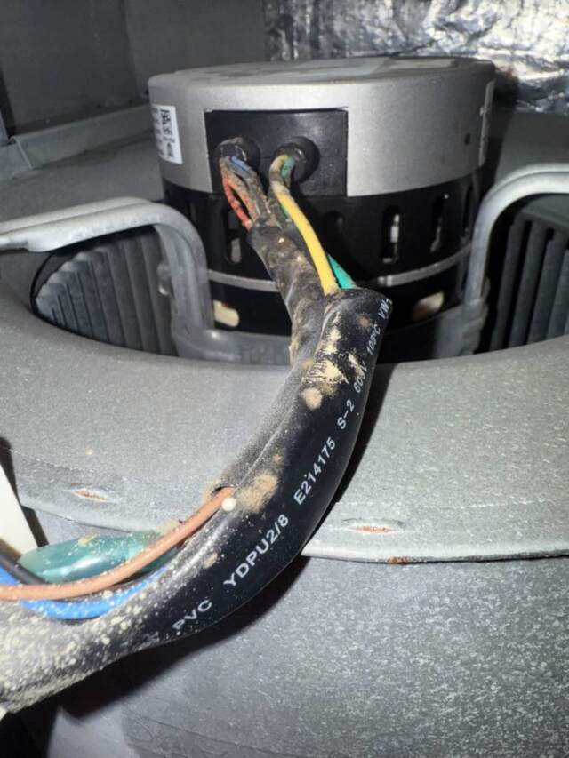 organic growth on wires before cleaning