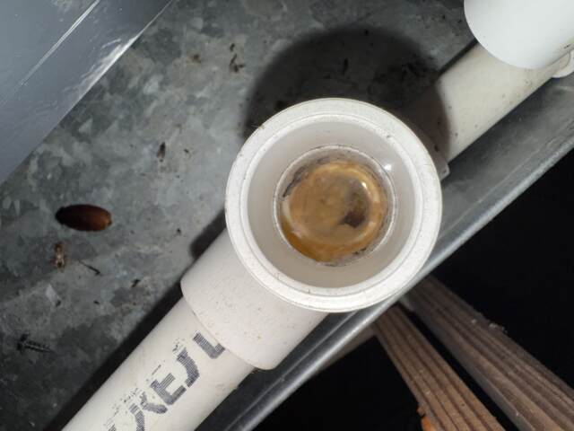 looking inside the drain line and seeing slime and debris