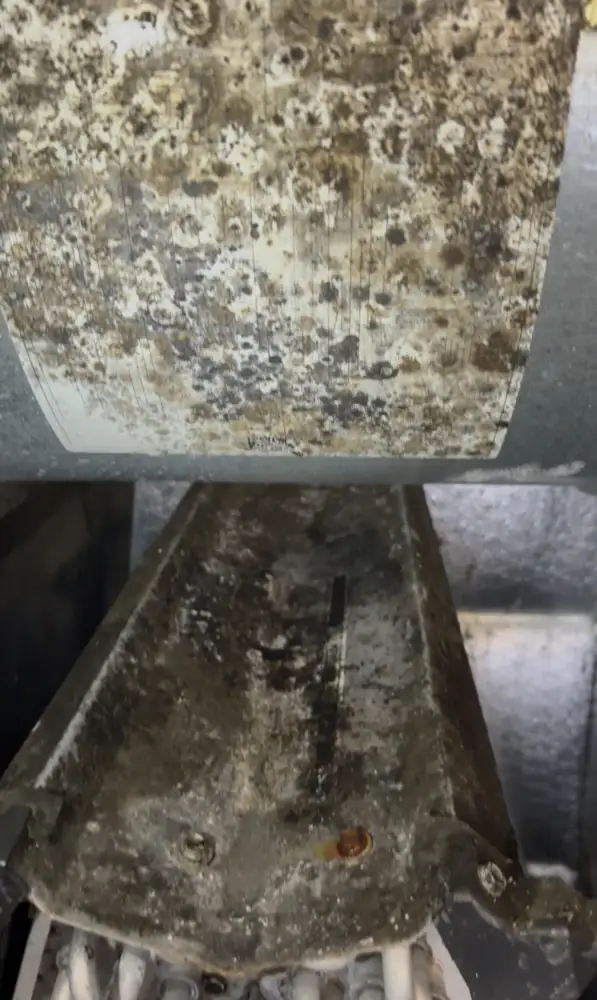 All the black spots are biological growth, possible mold. Before cleaning